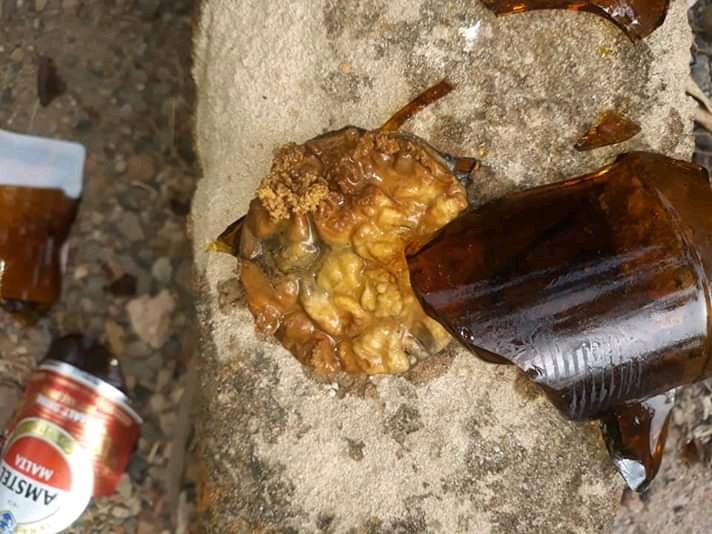 see the dangerous organism that was found in amstel malt